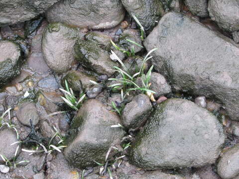 Imagem de Sagittaria subulata (L.) Buchenau