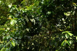 Imagem de Ficus fistulosa Reinw. ex Bl.