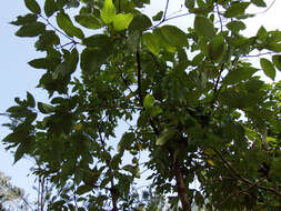 Image de Cinnamomum osmophloeum Kaneh.