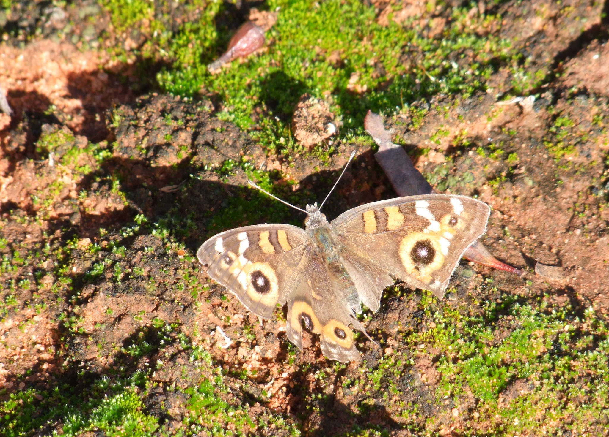 Image of Meadow Argus