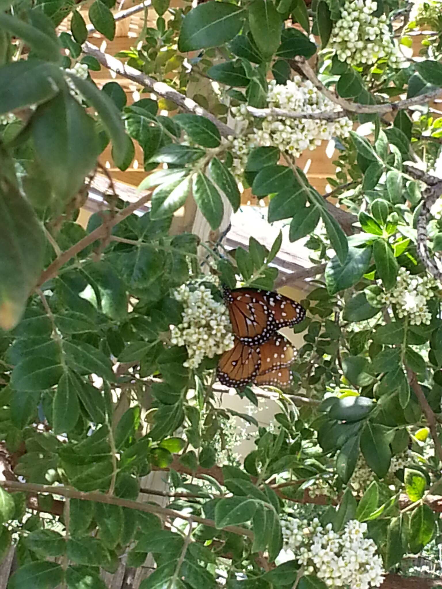 صورة Danaus (Anosia) gilippus Cramer 1775