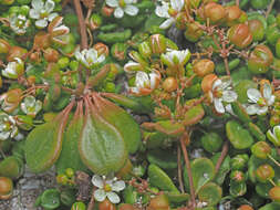 Image of Pharnaceum cordifolium L.