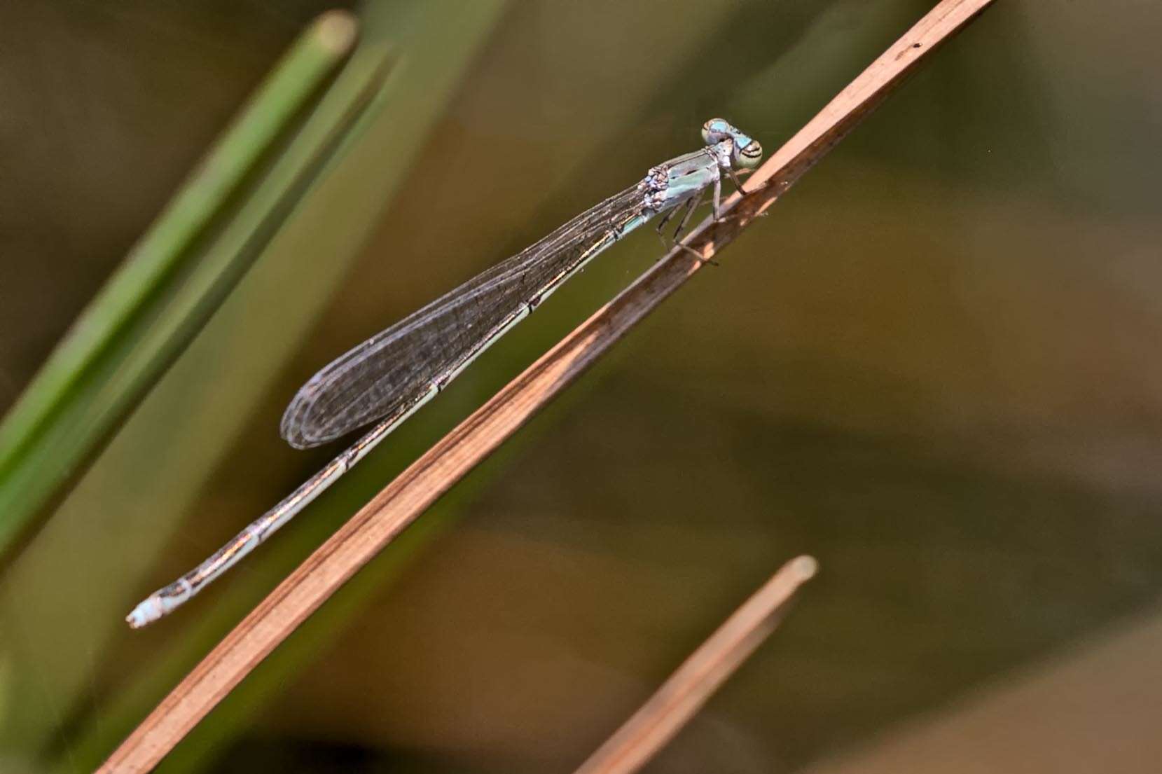 Image of Attentuated Bluet