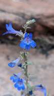 Image of low beardtongue