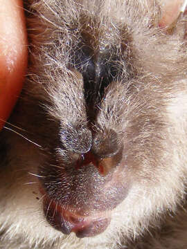 Image of Cape Long-eared Bat