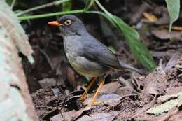 Image of Slaty-backed Nightingale-Thrush