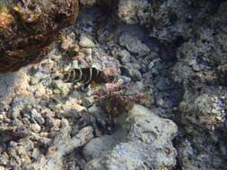 Image of Banded maori wrasse