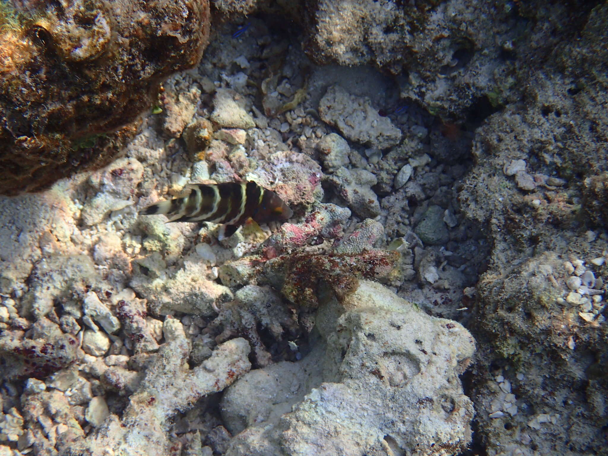 Image of Banded maori wrasse