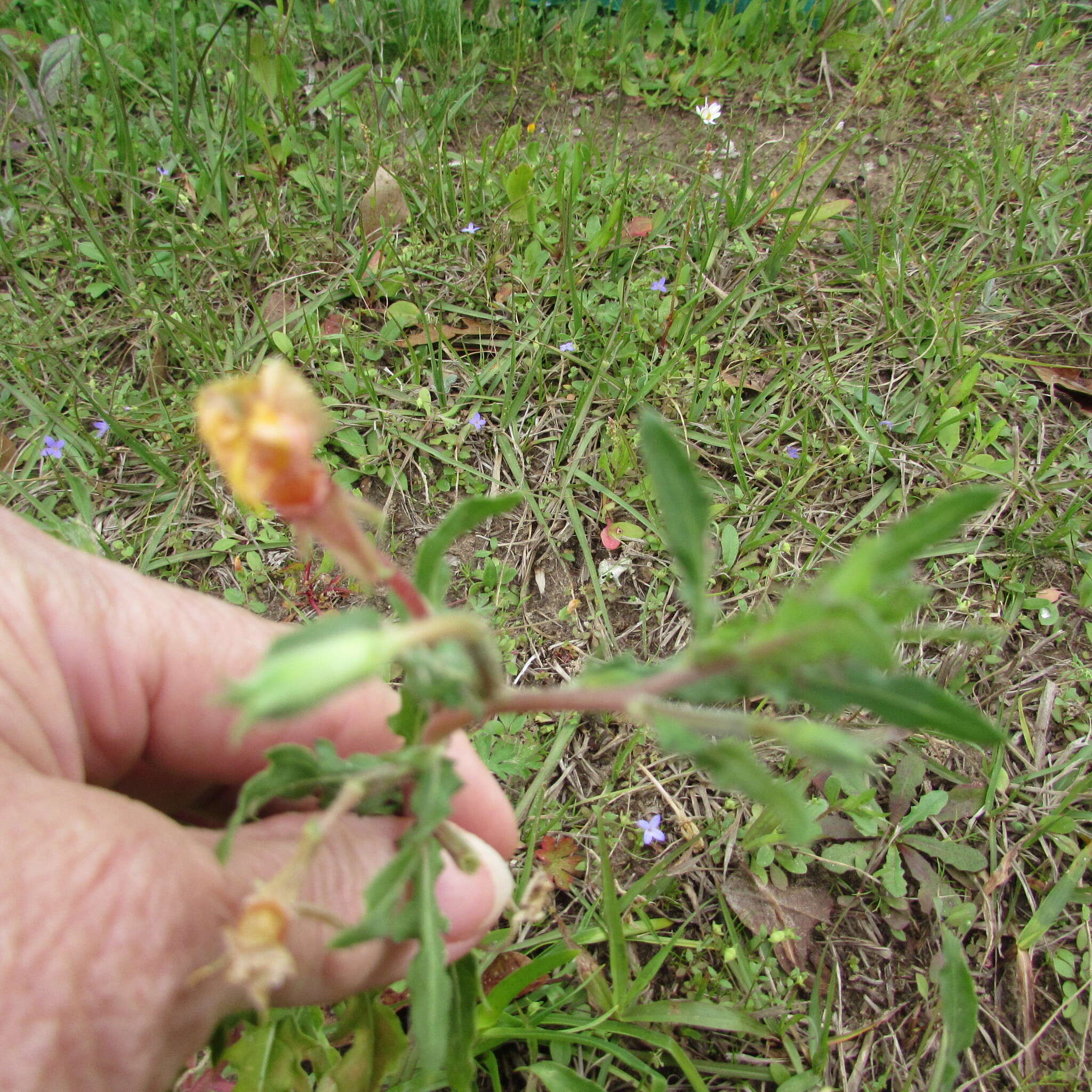 Imagem de Oenothera laciniata Hill