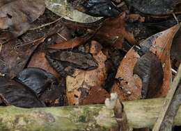 Image of Leptodactylus guianensis Heyer & de Sá 2011