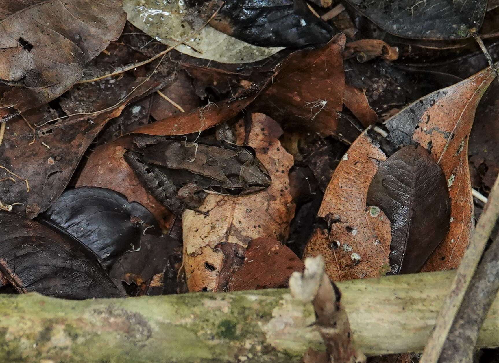 Image of Leptodactylus guianensis Heyer & de Sá 2011