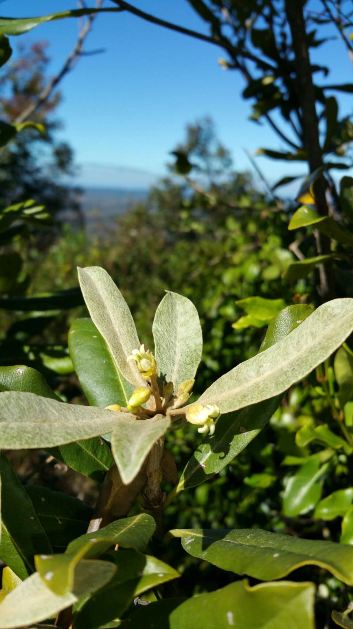 صورة Pittosporum pachyphyllum Baker