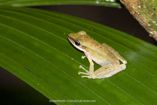 Sivun Chalcorana labialis (Boulenger 1887) kuva