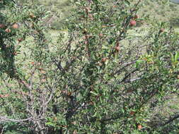 Imagem de Prunus pedunculata (Pall.) Maxim.