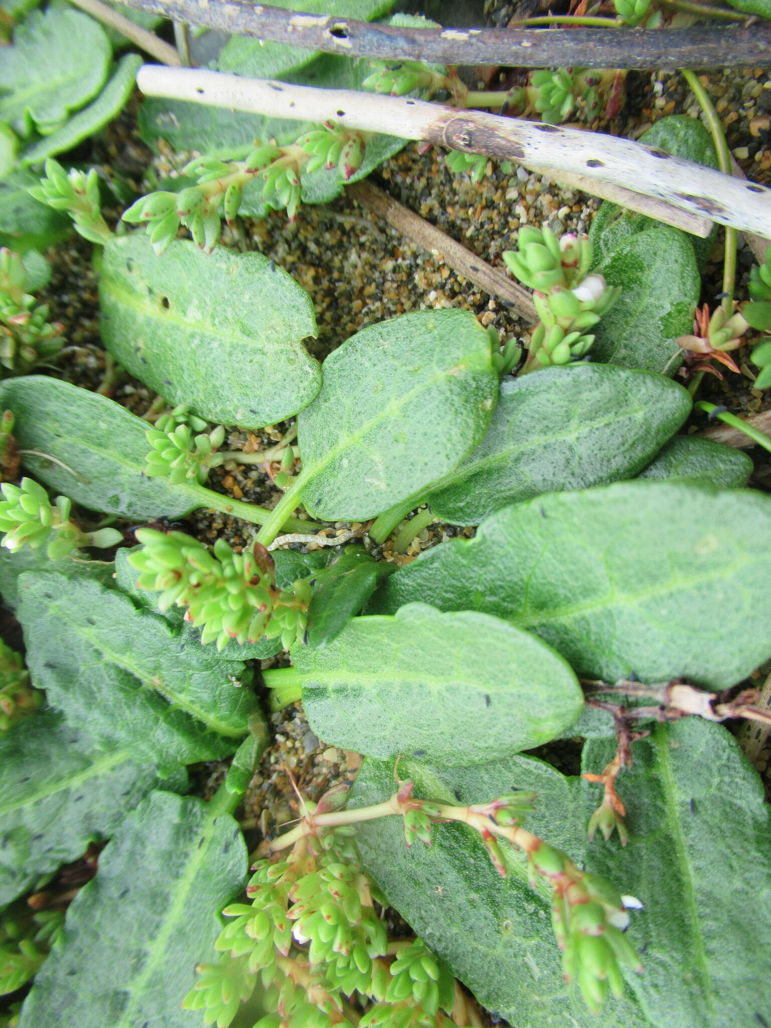 Rumex neglectus T. Kirk resmi