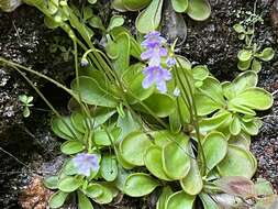 Image of Pinguicula emarginata S. Z. Ruiz & J. Rzedowski