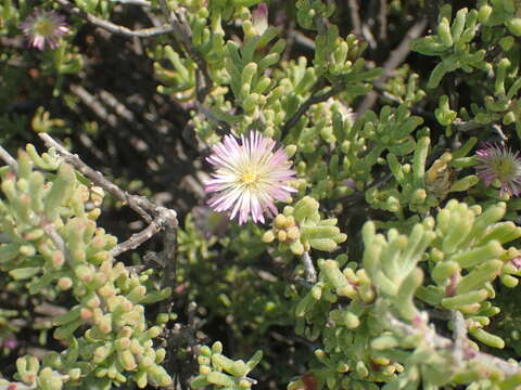 Image of Mesembryanthemum deciduum (L. Bol.) Klak