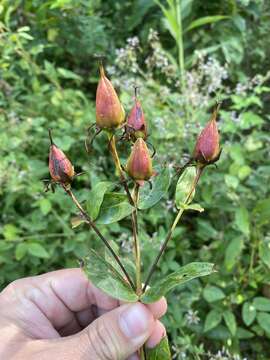 Image of Hypericum ascyron subsp. pyramidatum (Dryand. ex Ait.) N. Robson