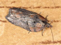 Image of Acleris hastiana Linnaeus 1758