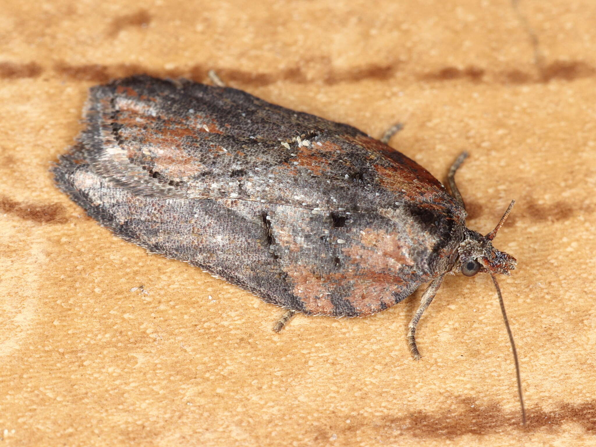 Image of Acleris hastiana Linnaeus 1758