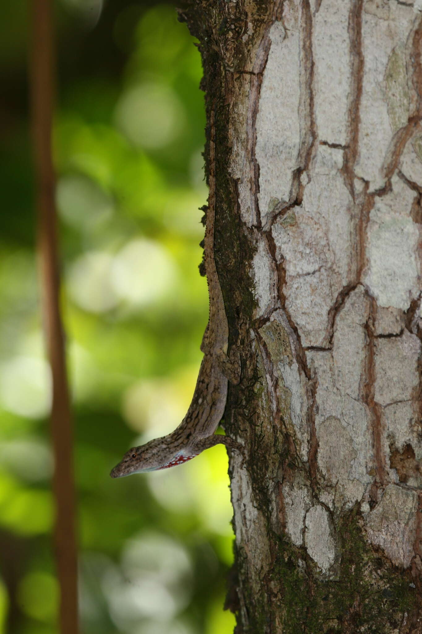 Image of Anolis charlesmyersi Köhler 2010