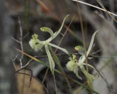 Image of Common dragon orchid