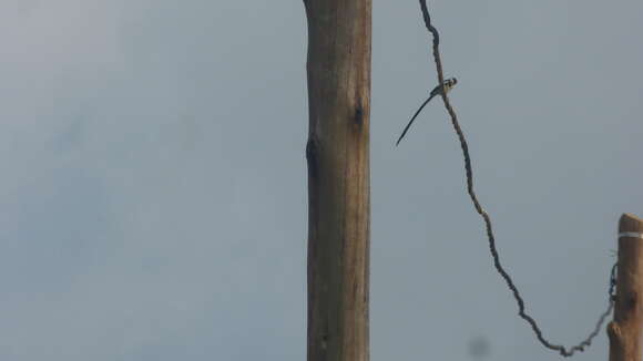 Image of Pin-tailed Whydah