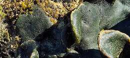 Image of Codium adhaerens