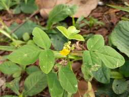 Imagem de Oxalis hedysarifolia Pohl ex Prog.