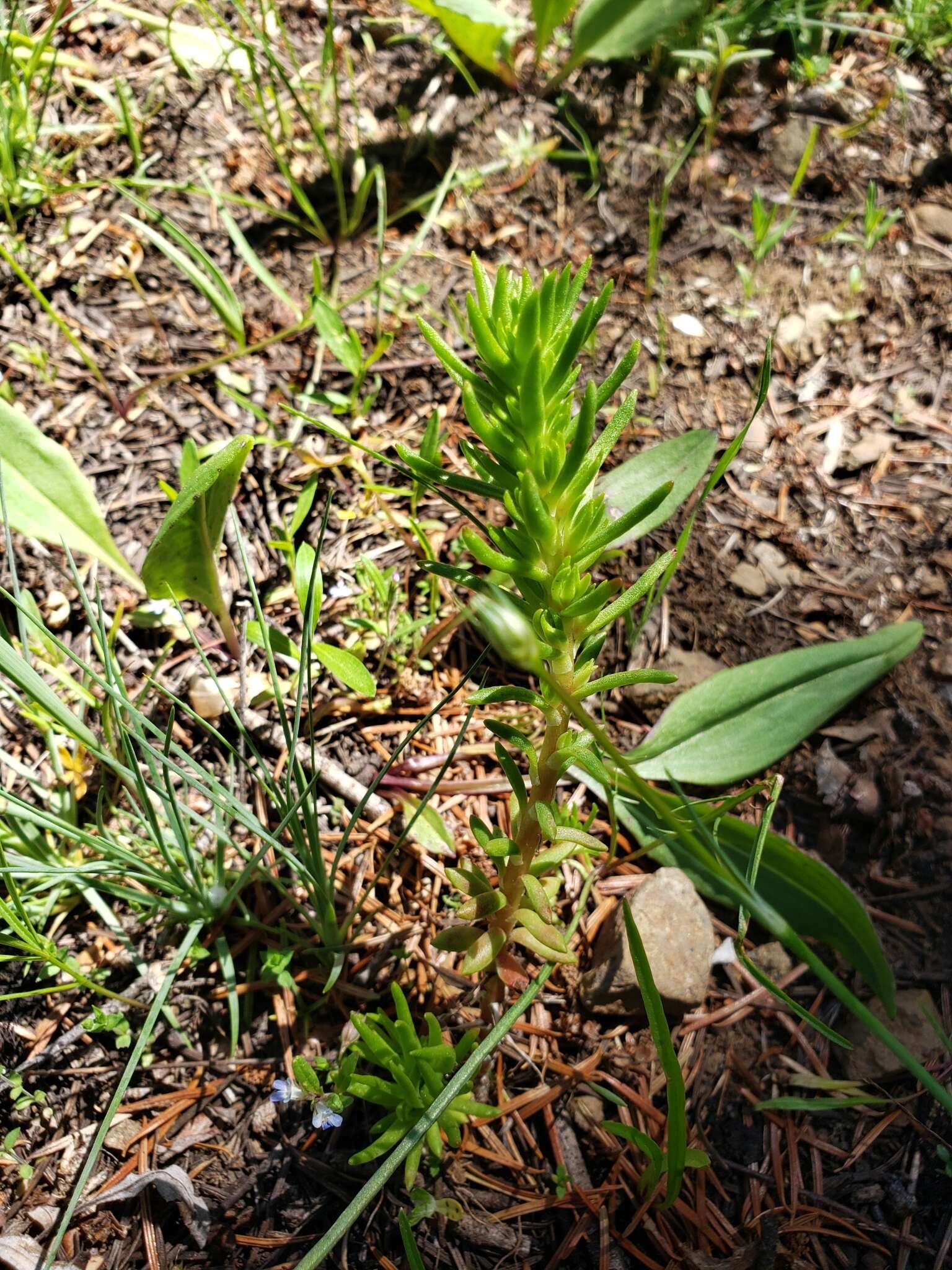 صورة Sedum stenopetalum Pursh