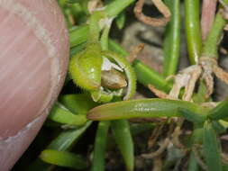 Image of Spergularia tasmanica (Kindb.) L. G. Adams