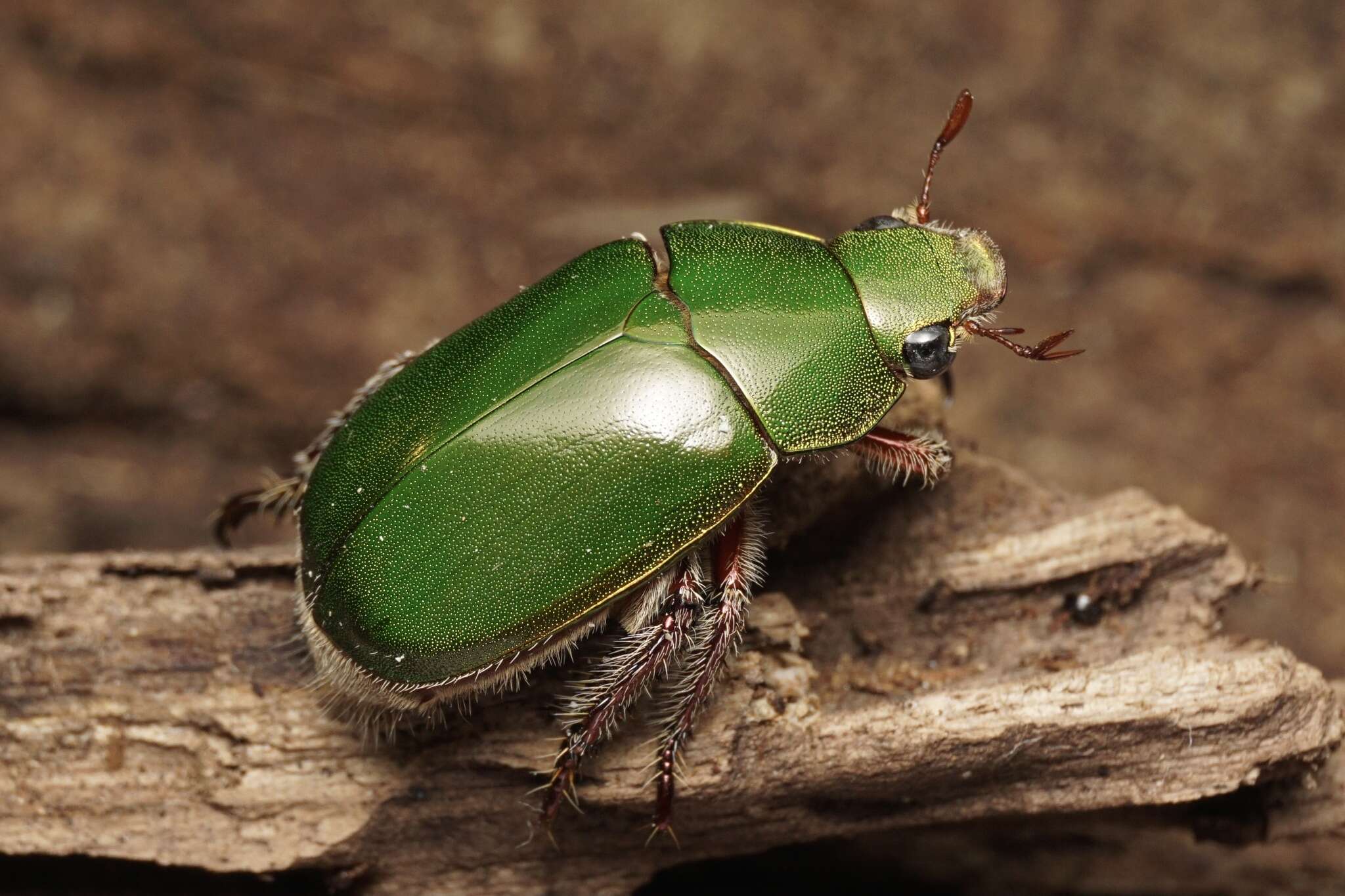 Image of Anoplognathus punctulatus Olliff 1890