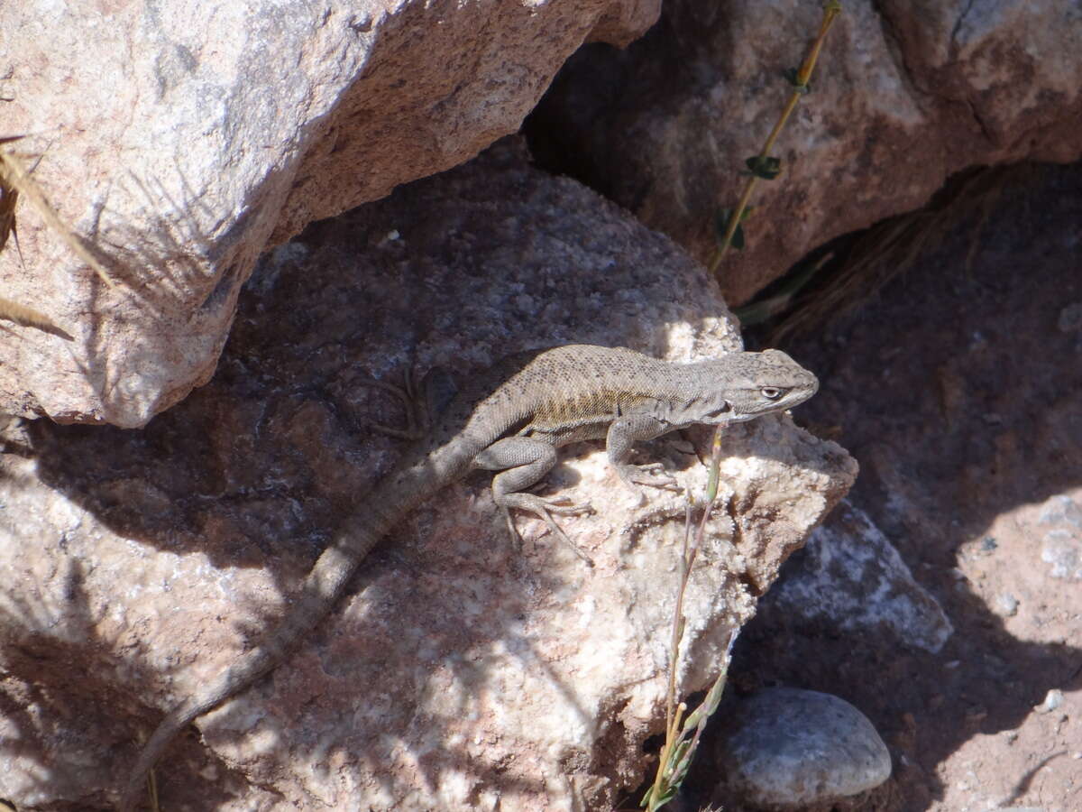 Image of Liolaemus smaug Abdala, Quinteros, Scrocchi & Stazzonelli 2010