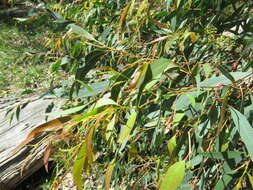 Eucalyptus radiata A. Cunn. ex DC. resmi