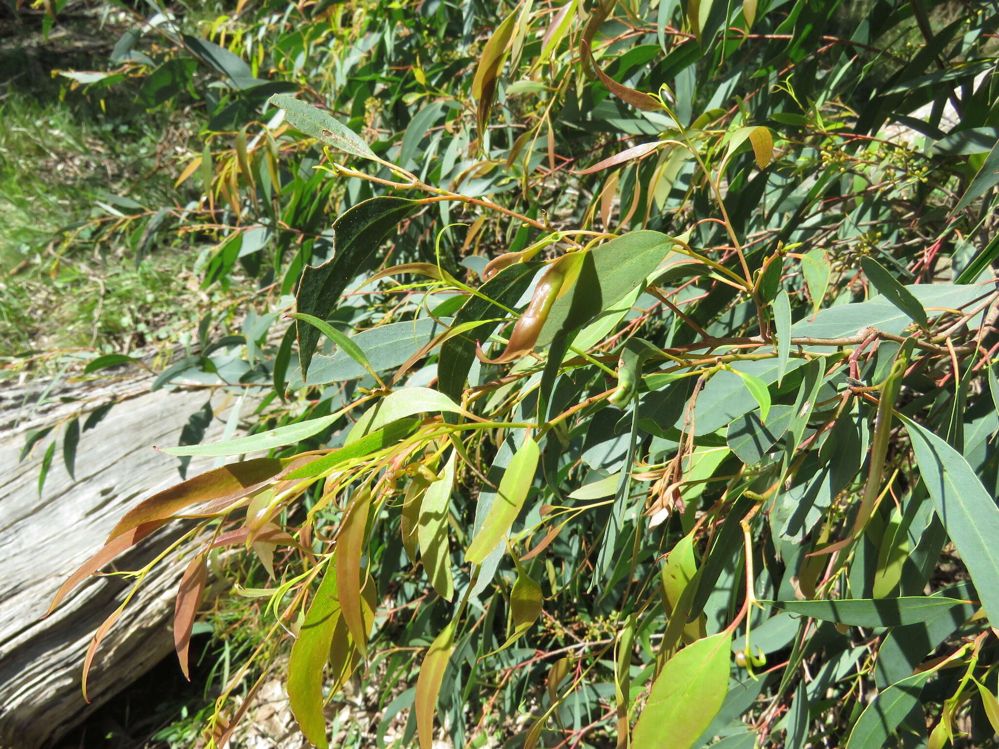 Eucalyptus radiata A. Cunn. ex DC. resmi