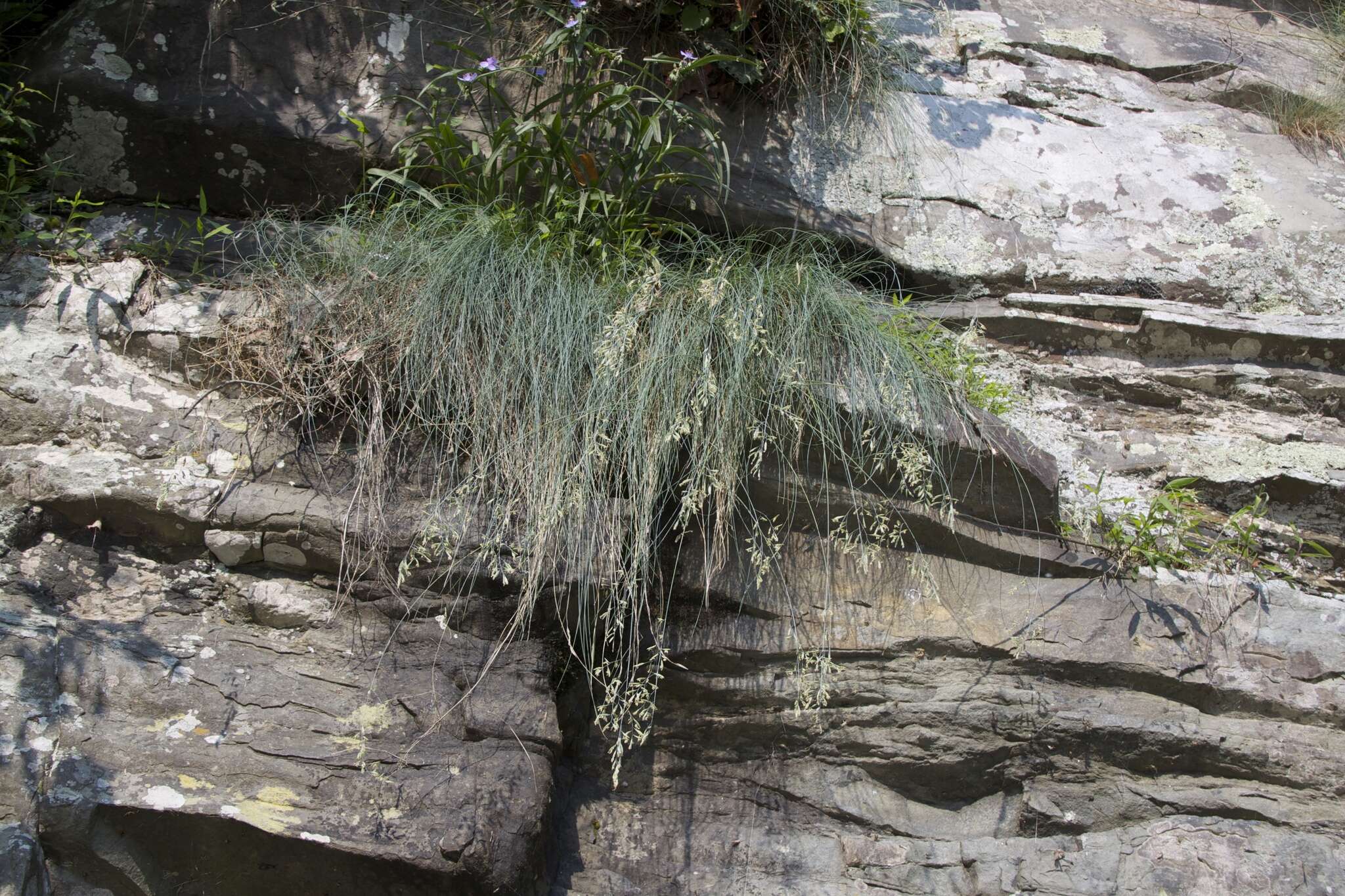 Image of hard fescue