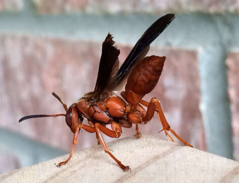 Image of Red Wasp