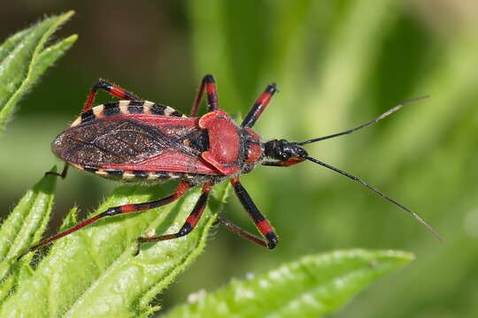 صورة Rhynocoris iracundus (Poda 1761)