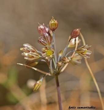 Image of Allium tardans Greuter & Zahar.