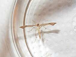 Image of Hoary Plume Moth