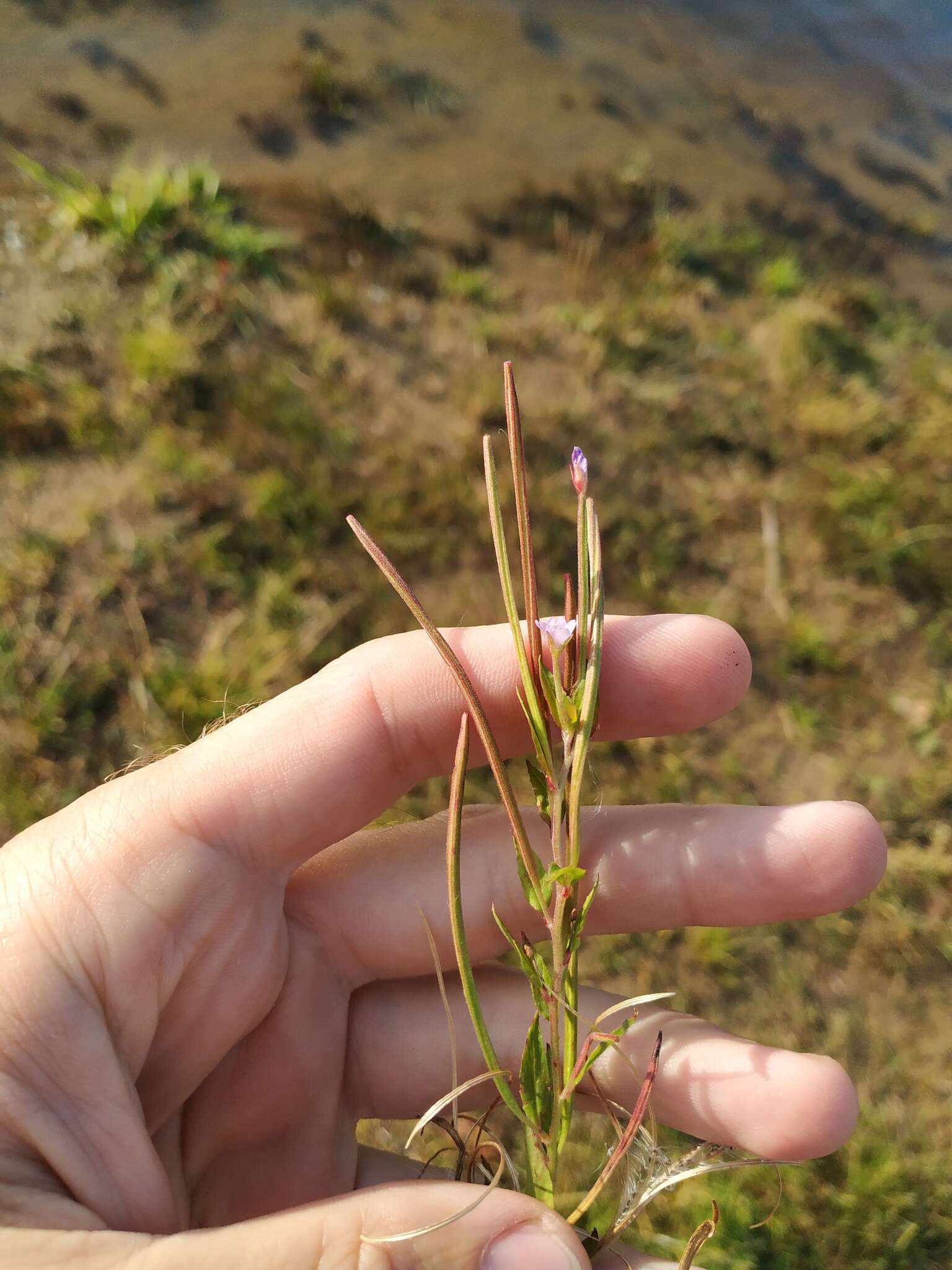 Слика од Epilobium ciliatum subsp. ciliatum