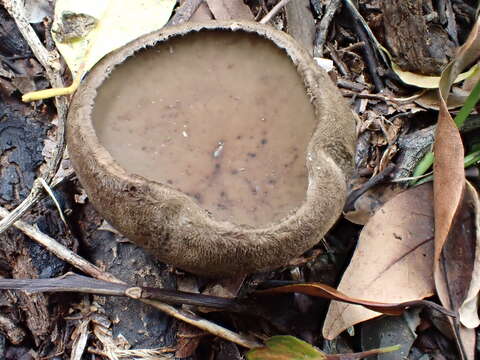 Image of Trichaleurina tenuispora M. Carbone, Yei Z. Wang & C. L. Huang 2013