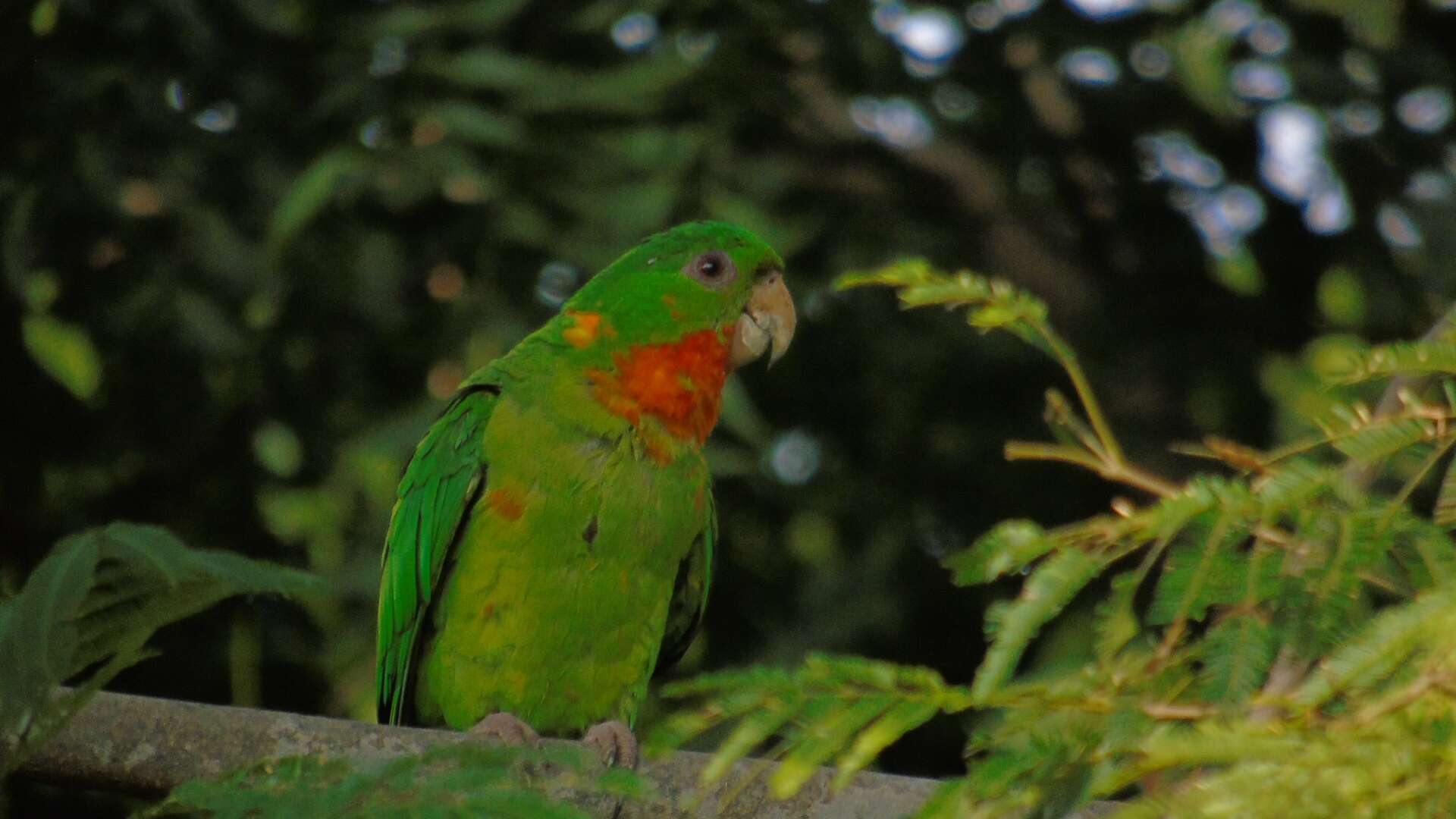 Image of Psittacara holochlorus rubritorquis