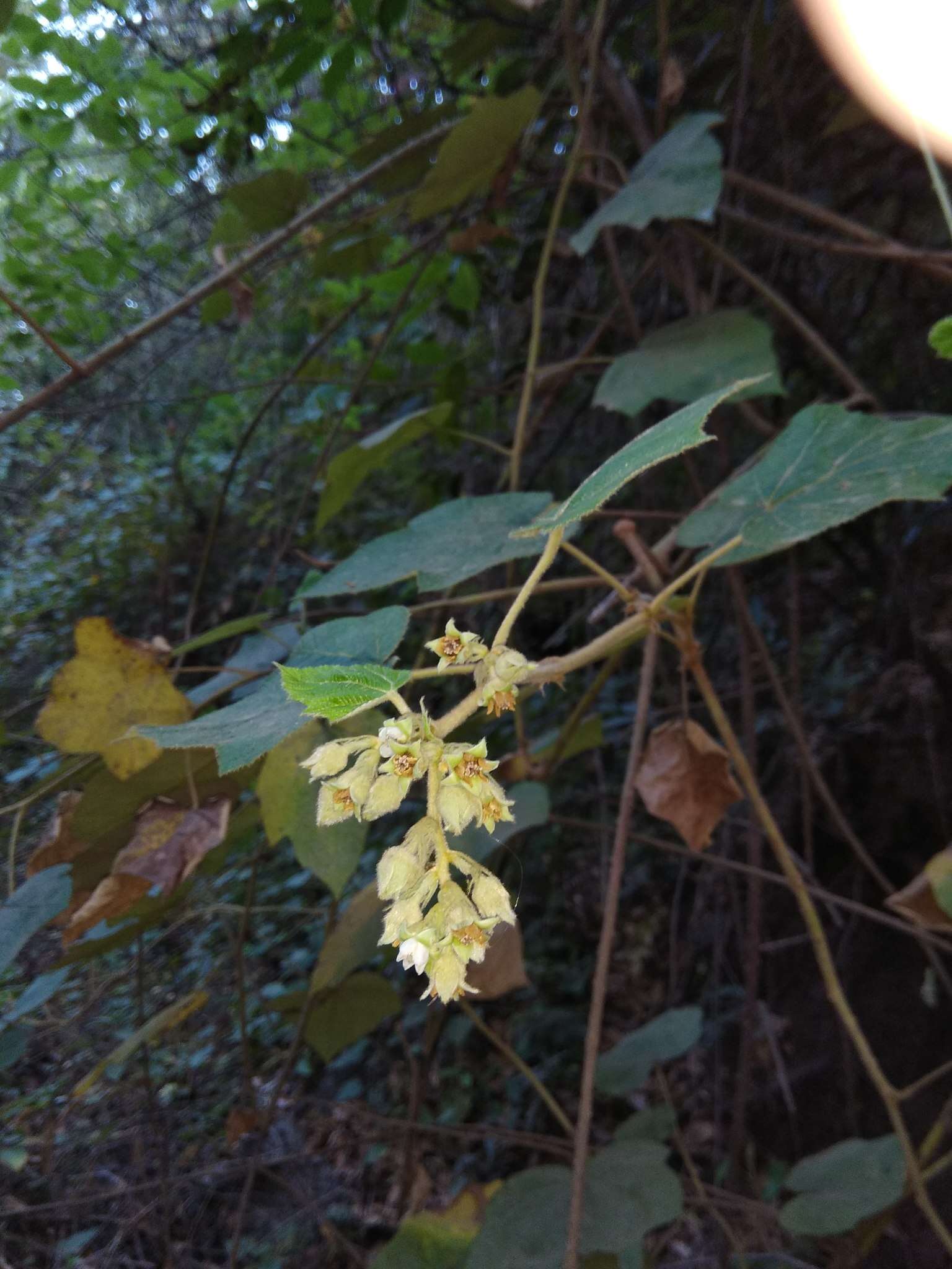 صورة Rubus moluccanus L.