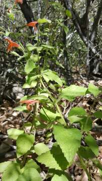 Image of monkeyflower savory