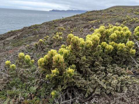 Image of softleaf Indian paintbrush