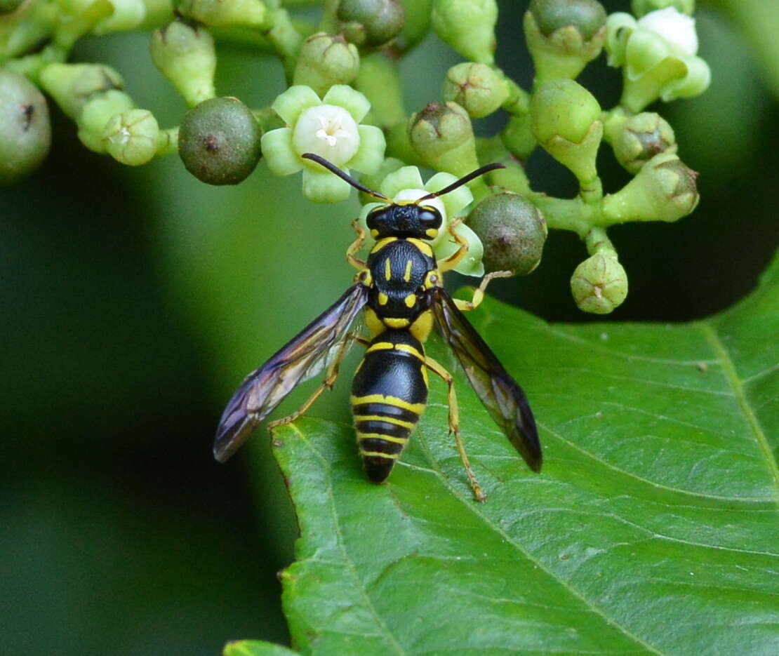 Sivun Gribodia confluenta (Smith 1857) kuva