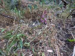 Imagem de Dipodium campanulatum D. L. Jones