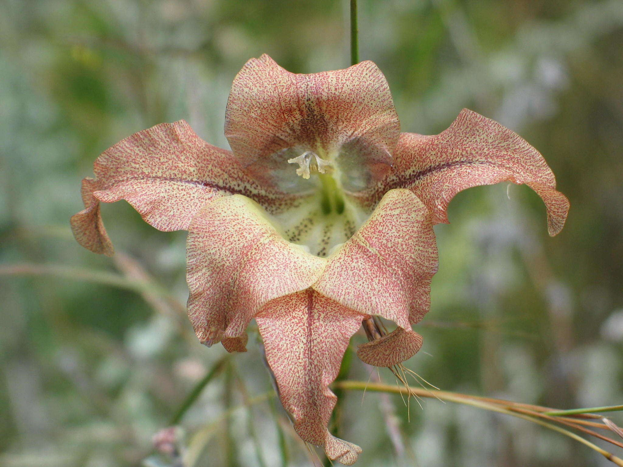 Gladiolus liliaceus Houtt. resmi