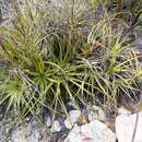 Image of Encholirium brachypodum L. B. Sm. & Read